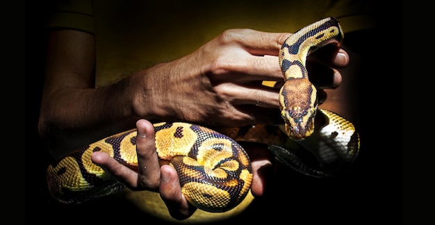 Piel de serpiente en mano humana en mascota exótica