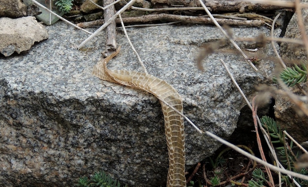 Piel de serpiente muda en condiciones naturales