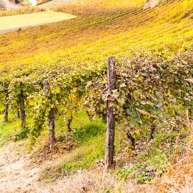 Piemont, Italien: Weinberg während der Herbstsaison