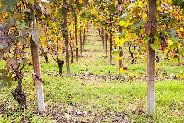 Piemont, Italien: Weinberg während der Herbstsaison