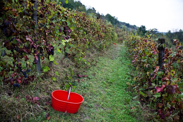 Piemonte: viñedo italiano a principios de octubre