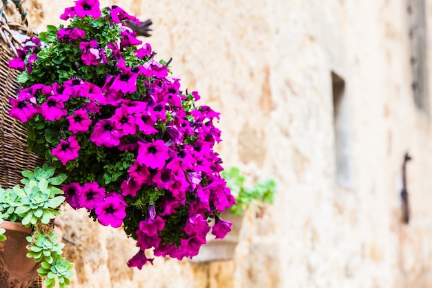 Pienza, região da Toscana, Itália. Parede velha com flores