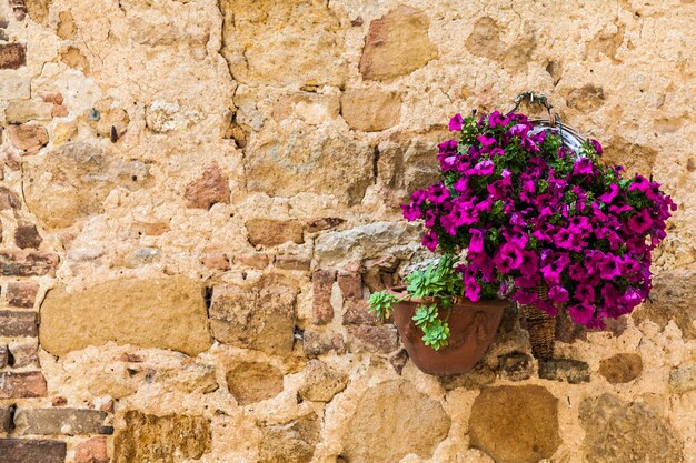 Pienza, región de Toscana, Italia. Viejo muro con flores