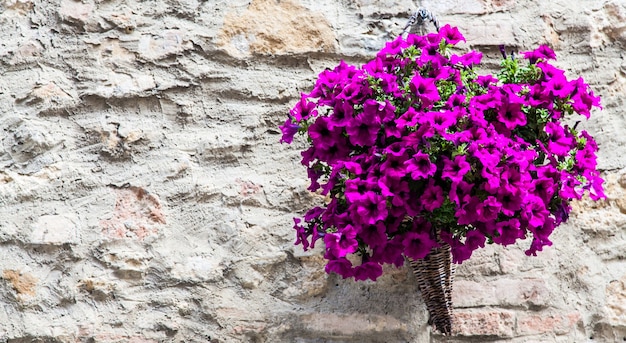 Pienza, región de Toscana, Italia. Viejo muro con flores