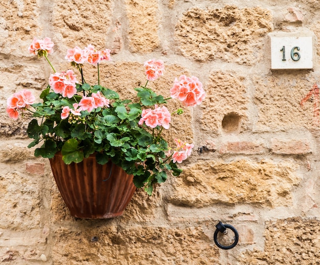 Pienza, región de Toscana, Italia. Viejo muro con flores