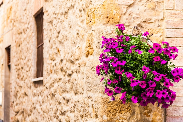 Pienza, región de Toscana, Italia. Viejo muro con flores