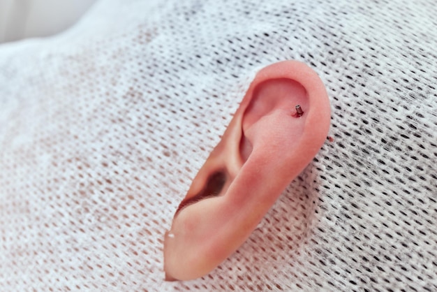 Piercings en una oreja Piercings de concha y hélice de cerca Profesional sosteniendo la joya