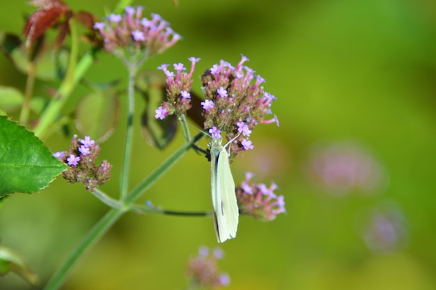 Pieris brassicae