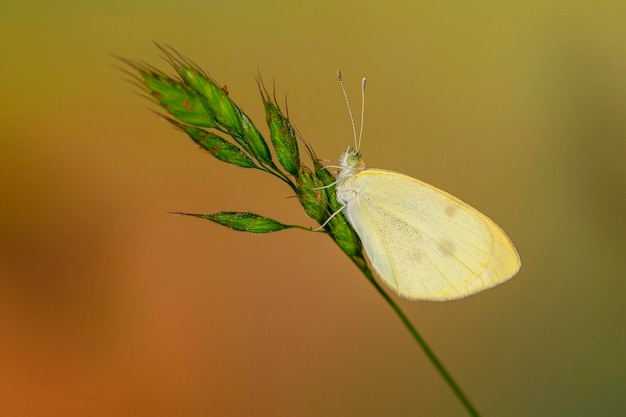 Pieris rapae ou repolho branco é uma espécie de inseto lepidóptero da família pieridae