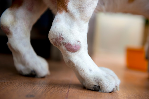 Foto pierna de perro herida por infecciones cutáneas