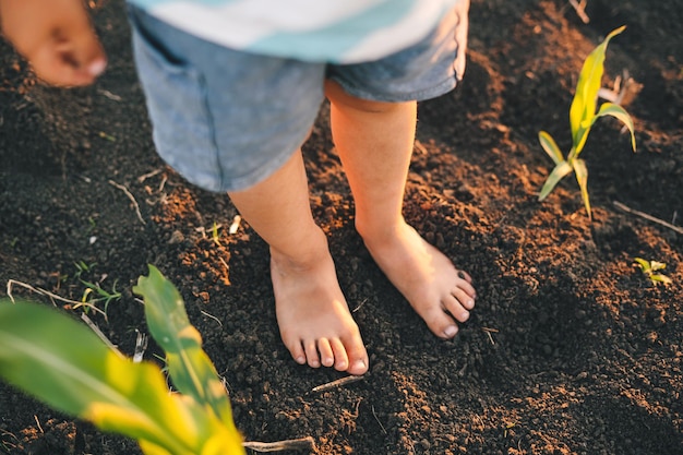 Los pies descalzos de los niños se paran en el suelo en el campo de maíz Actividad familiar al aire libre Concepto de libertad de aprendizaje