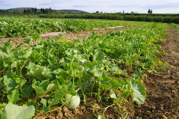 Pies de melones en un campo