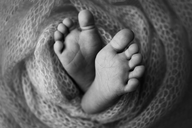Pies suaves de un recién nacido en una manta de lana Primer plano de los talones de los dedos de los pies y los pies de un bebé El pequeño pie de un recién nacido Pies de bebé cubiertos con fondo aislado Fotografía macro de estudio en blanco y negro