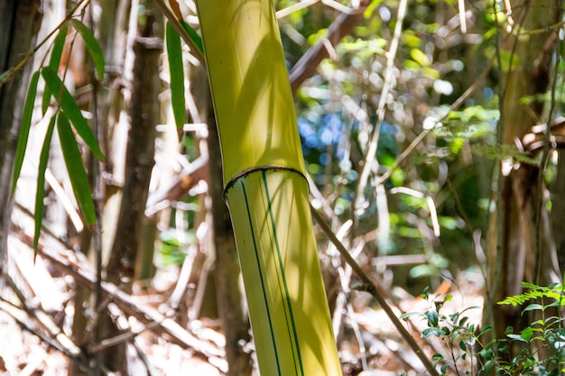 Pieza de bambú al aire libre en Río de Janeiro, Brasil