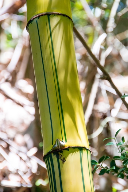 Pieza de bambú al aire libre en Río de Janeiro, Brasil