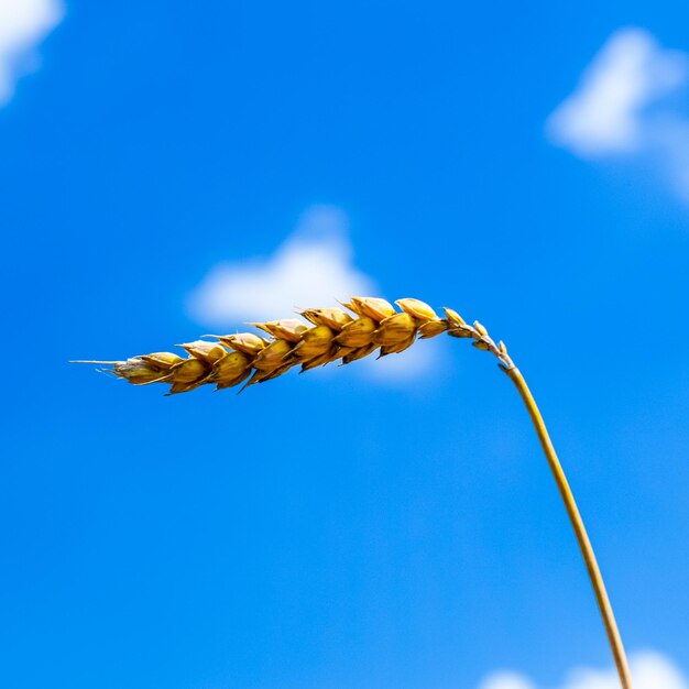 Foto piezones de trigo contra el cielo