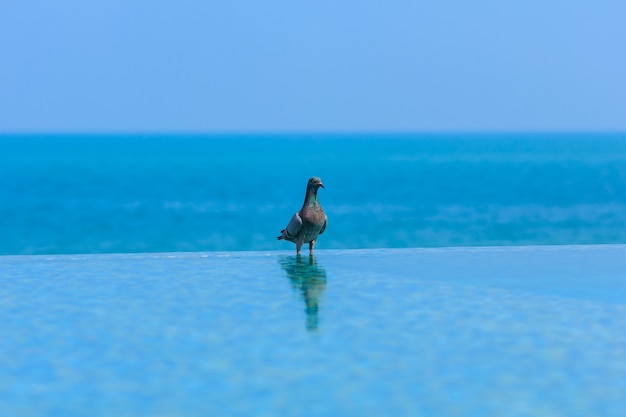 Pigeon Island, en el borde de la piscina