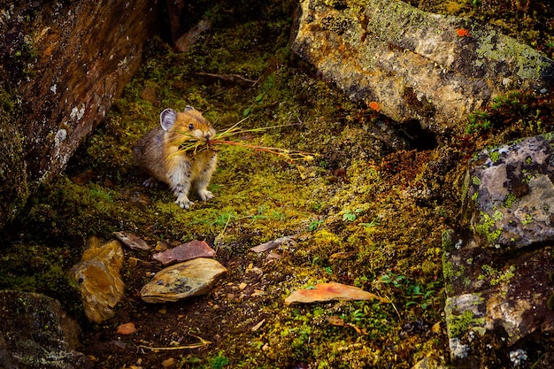 Pika cerca del lago Moraine en Canadá