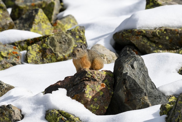 Pika em rochas de montanha em uma encosta de seixos