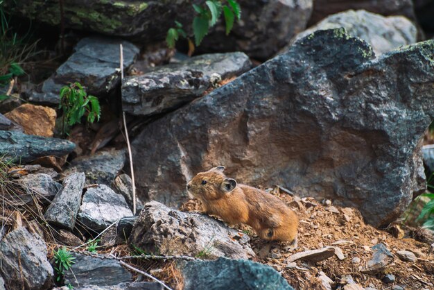 Pika Nagetier auf Steinen im Hochland.