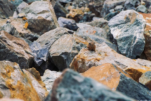 Pika Nagetier auf Steinen im Hochland