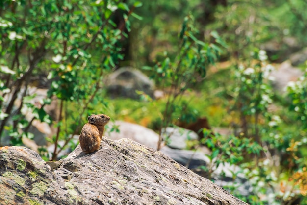 Foto pika nagetier auf steinen