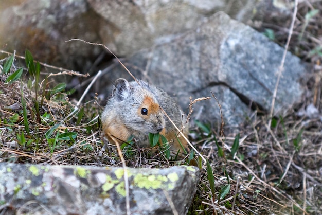 Pika ochotona rufescens deitado na pedra nas montanhas pika na natureza selvagem