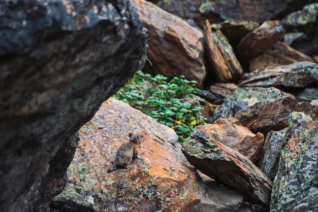 Pika roedor sobre piedras en las tierras altas. Pequeño animal curioso en la colorida colina rocosa.