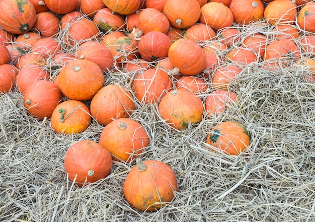 Pila de calabaza madura