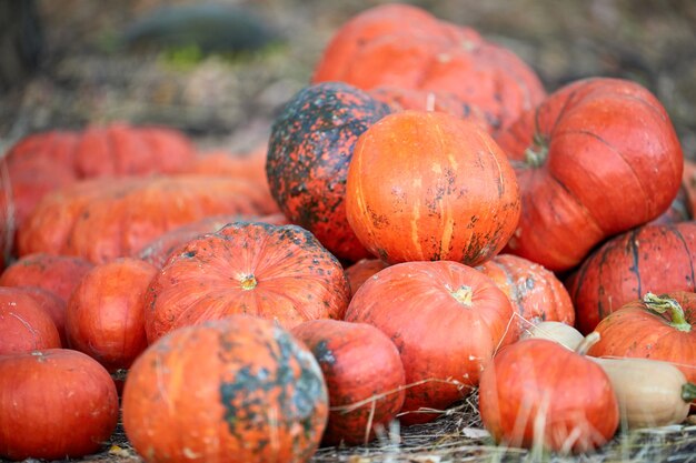 Pila de calabazas vista superior