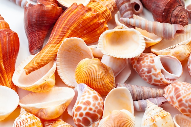 pila de conchas marinas