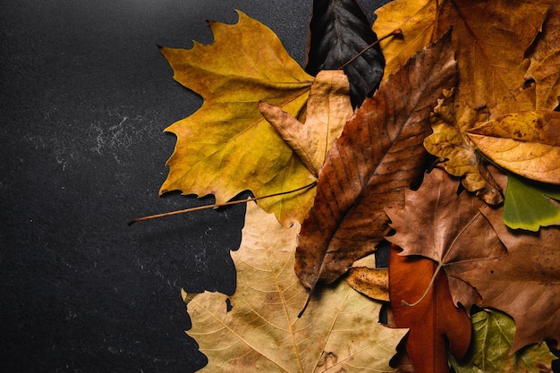 Foto pila de diferentes hojas sobre un fondo oscuro