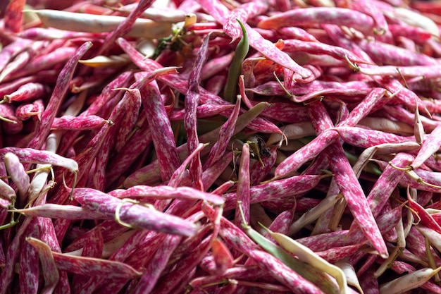 Pila de frijoles Borlotti en un puesto en el mercado