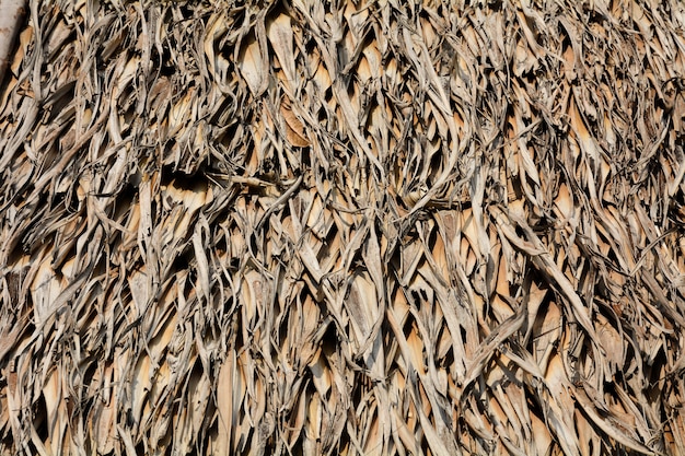 Pila de hojas de palma secas marrones