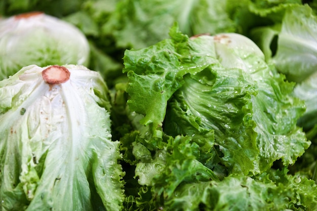 Pila de lechuga iceberg en un puesto en el mercado