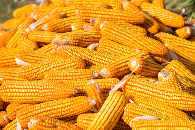 Foto pila de maíz seco