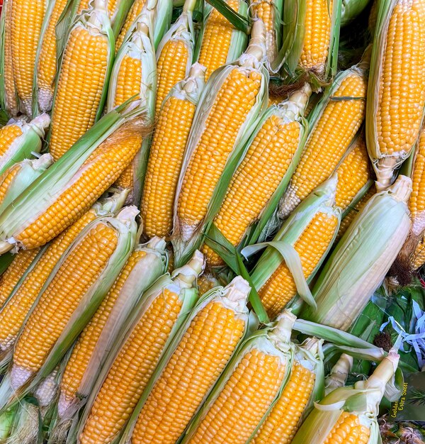 Pila de mazorcas de maíz amarillo crudas orgánicas frescas con hojas verdes vendidas en el mercado