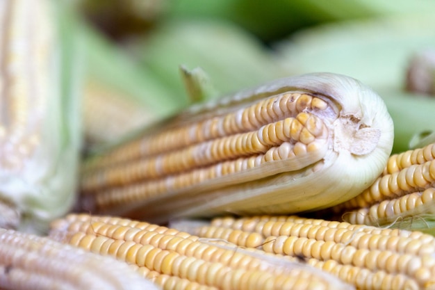 Pila de mazorcas de maíz en un puesto en el mercado