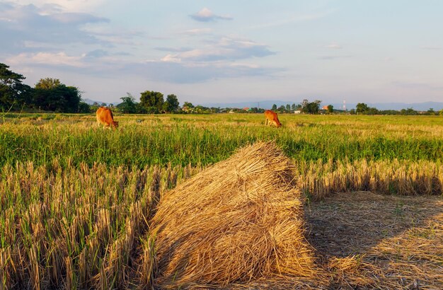 Foto una pila de paja de arroz en un campo con vacas y cielo por la noche