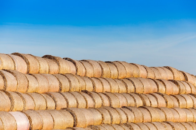 Pila de paja en el campo Campo agrícola en el que quedaron tumbados Pajares de paja después de la cosecha de trigo, campo de grano, agricultura y alimentos orgánicos, temporada de otoño, cielo azul