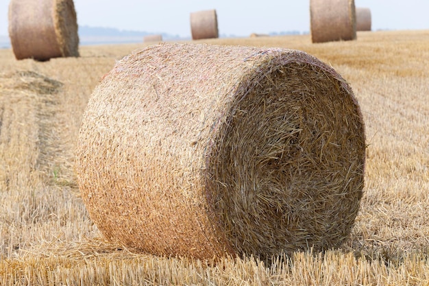 Pila de paja en el campo