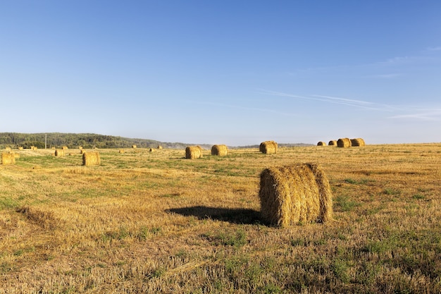 Pila de paja que quedó después de la cosecha de cereales, incluido el trigo. Hora de verano