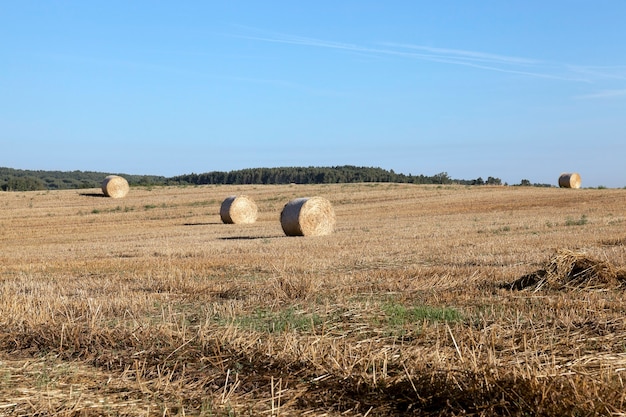 Una pila de paja de trigo, que está en el campo después de la cosecha.