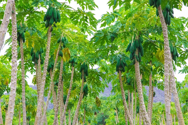 Pila de papayas maduras para la venta en el mercado