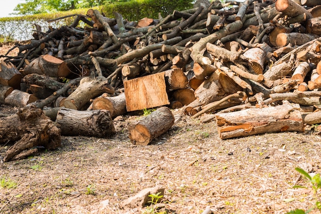 Pila de rama de un árbol