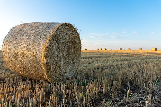 Foto una pila redonda de paja yace en el campo