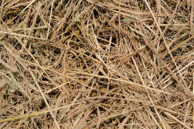 Pila de secado de heno después de la cosecha de arroz en un país tropical