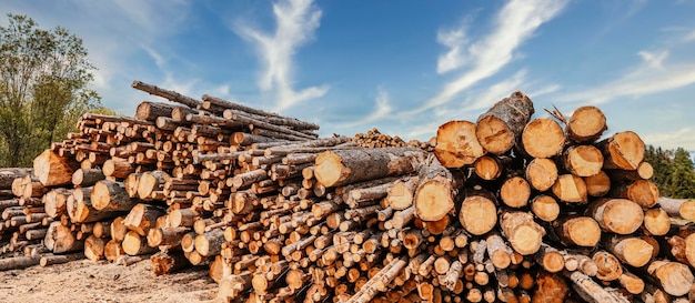 Pila de troncos de abeto de troncos Árboles aserrados del bosque Industria de la madera tala de árboles Tala de árboles a lo largo de un camino preparado para su remoción