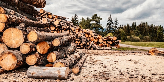 Pila de troncos de abeto de troncos Árboles aserrados del bosque Industria de la madera tala de árboles Tala de árboles a lo largo de un camino preparado para su remoción