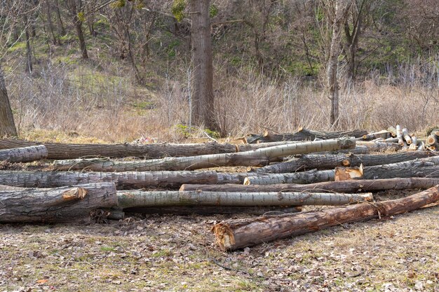 Foto pila de troncos de abeto de troncos árboles aserrados del bosque industria de la madera tala de árboles tala de árboles a lo largo de una carretera